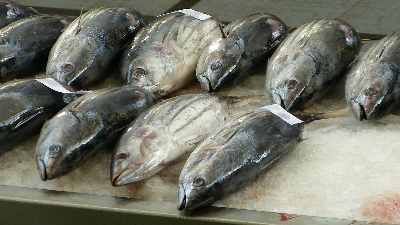 Ikan Tuna Segar