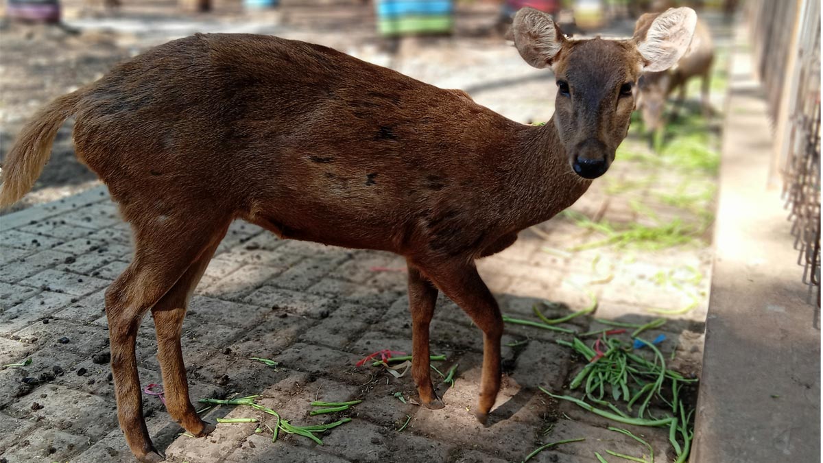 Memberi Makan Rusa di Tuban